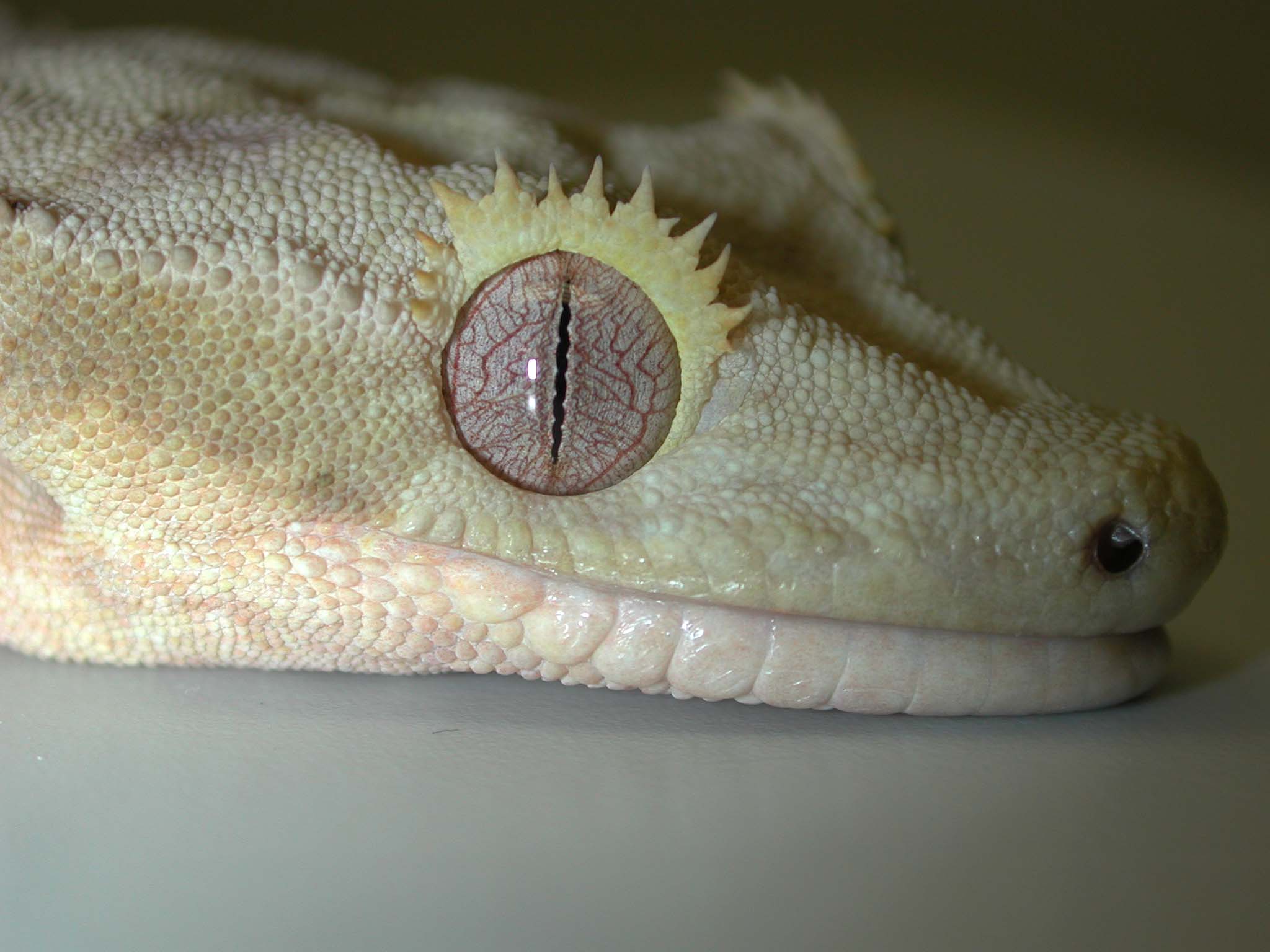 CrestedGecko.jpg