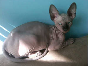 Sphynxcat.jpg